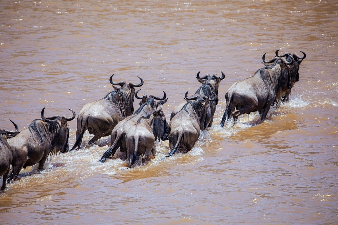 Best Tanzania Safari Tours for Wildlife Enthusiasts: Serengeti, Ngorongoro, and More