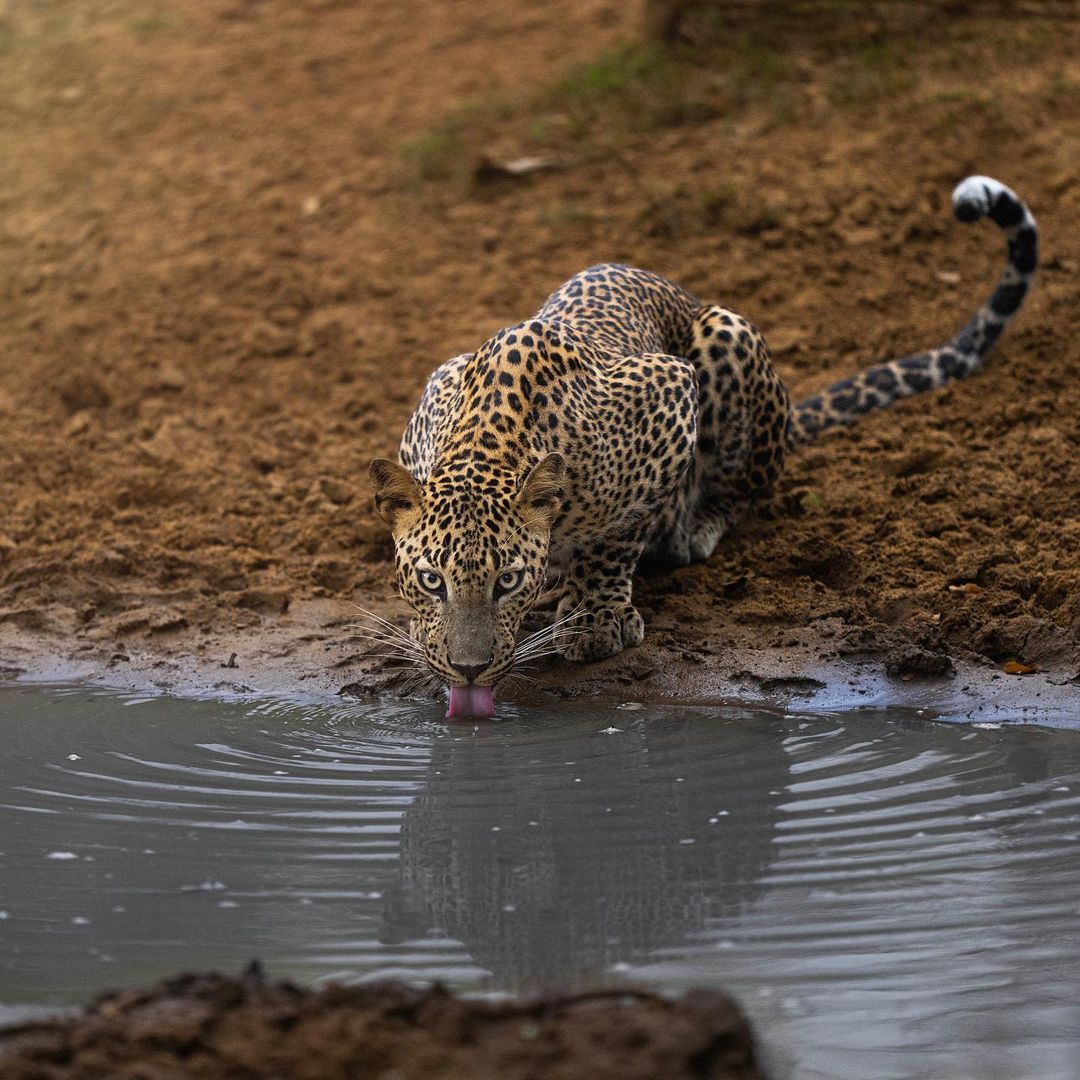 Best Time to Visit Tanzania: A Guide to Planning Your Dream Safari