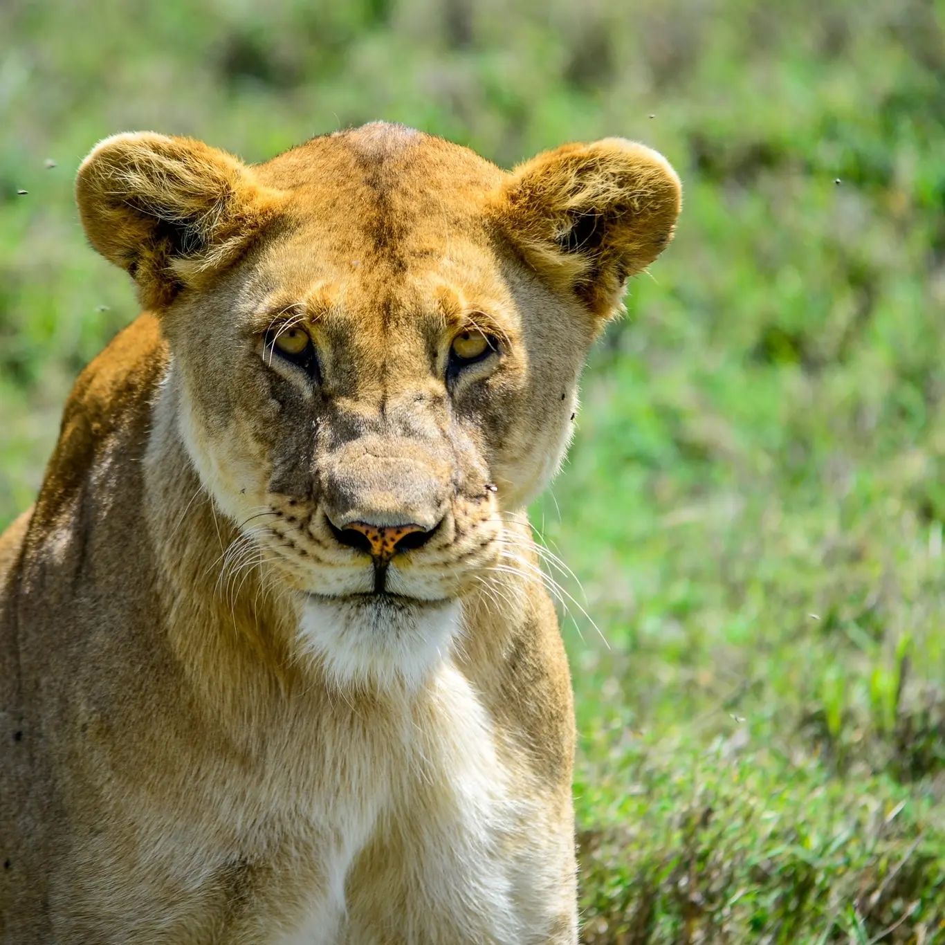 Essential Guide to Planning a Tanzania Safari Tour: What to Know Before You Go