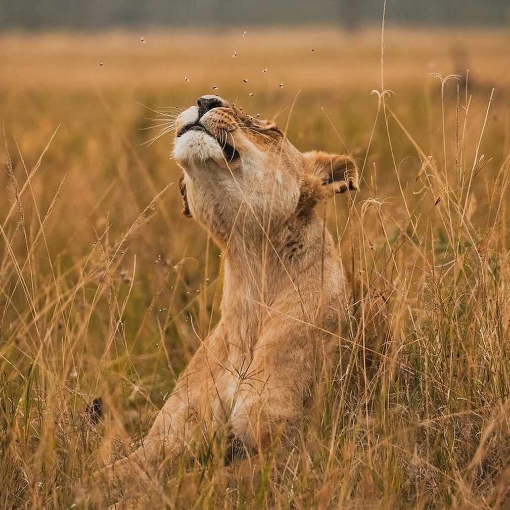 Tanzania Safari Tours with POAPOA Tours: Discover the Beauty of Ngorongoro, Serengeti, and More
